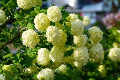Boules de printemps_4615774403_l.jpg